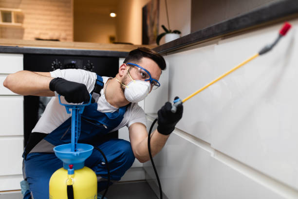 Wasp Removal Services in Breckenridge Hills, MO