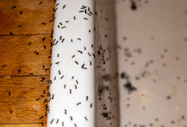 Best Exterminator Services  in Breckenridge Hills, MO